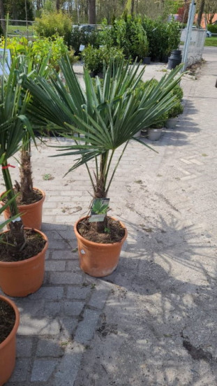Trachycarpus fortunei - Palmboom
