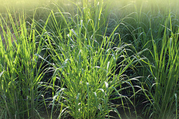 Panicum virg. Prairie Sky - Vingergras