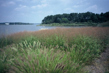 Vingergras - Panicum virgatum Squaw