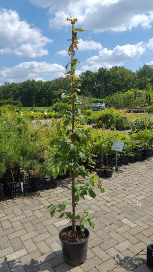 Parrotia persica - Perzisch Ijzerhout