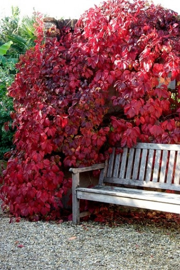 Wilde wingerd - Parthenocissus quinquefolia