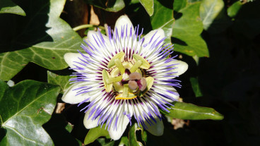 Passiflora caerulea | Passiebloem