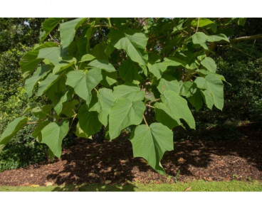 Paulownia tomentosa | Anna Paulowna