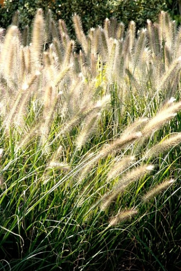 Lampenpoetser - Pennisetum alopecuroides Viridescens