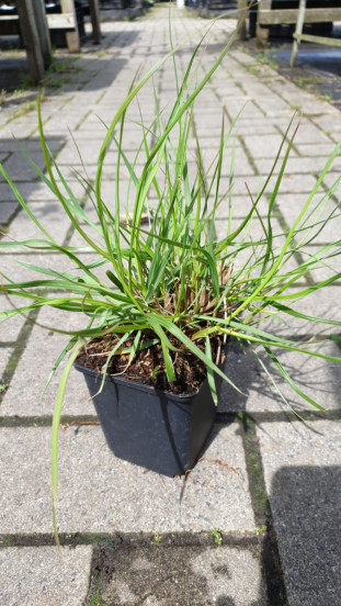 Pennisetum alop. Black beauty