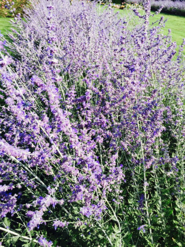 Perovskia atriplicif. 'Blue Spire' - Perovskia