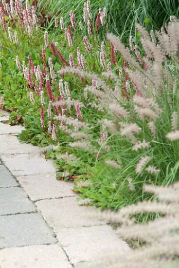 Persicaria affinis Superba - Duizendknoop -