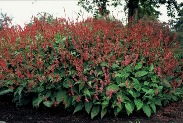 Persicaria a. “Speciosa” - Duizendknoop