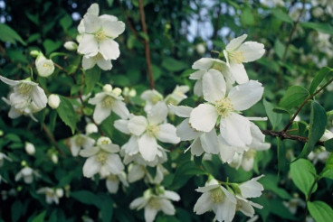 Philadelphus lemoinei - Boerenjasmijn