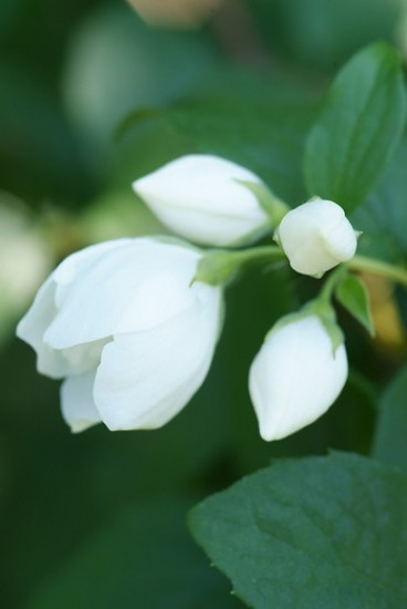 Philadelphus 'Virginal' - Boerenjasmijn