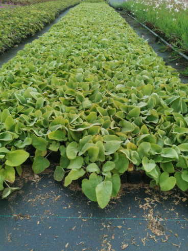 Phlomis russeliana - Brandkruid 