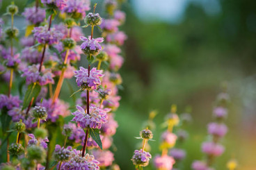 Phlomis tuberosa - Brandkruid - etagebloem