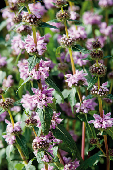 Phlomis tuberosa Amazone - Brandkruid