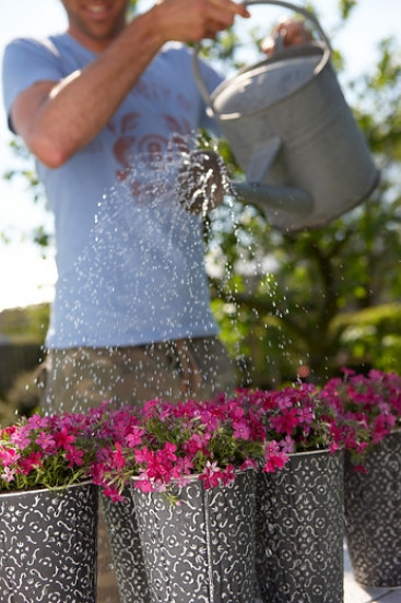 Phlox (S) 'Scarlet Flame' - Vlambloem