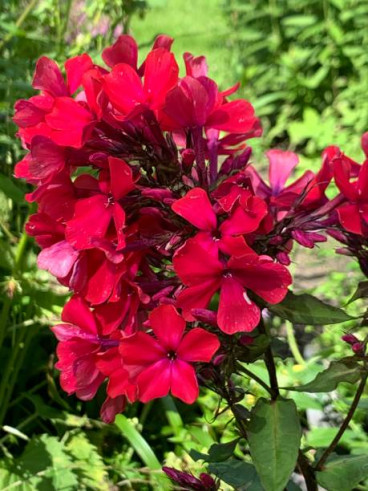 Phlox Starfire - Vlambloem