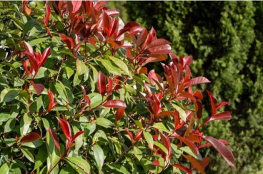 Photinia 'Carré Rouge' - Glansmispel