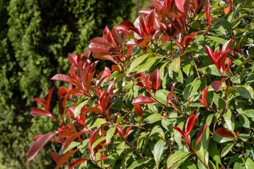 Photinia fraseri ´Red Robin´ - Glansmispel