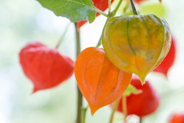 Physalis alkekengi Franchetii - Lampionplant
