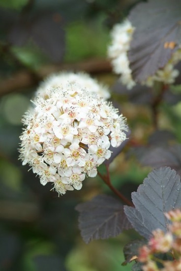 Physocarpus opulifolius André 