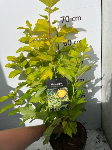 Physocarpus op. Dart's Gold