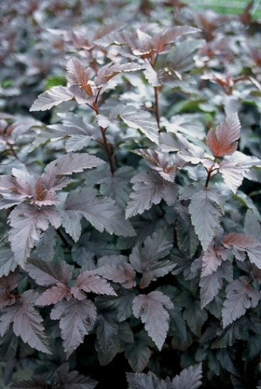 Physocarpus Opulif. 'Diabolo' ® - Blaasspirea