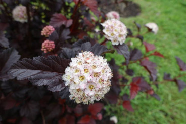 Physocarpus op. Red Baron - Blaasspirea