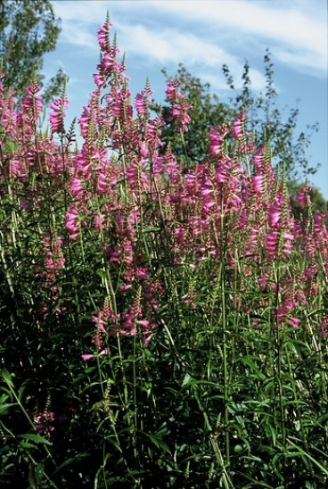 Physostegia virg. 'Bouquet Rose' - Scharnierplant