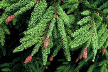 Picea abies - Fijnspar