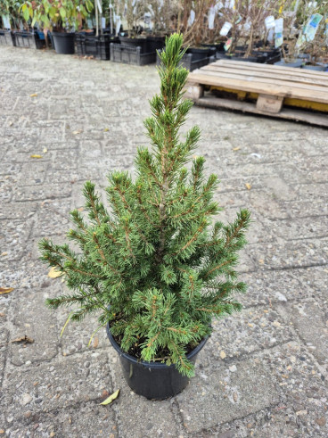 Picea glauca Conica - Dwergspar