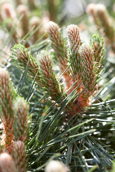 Pinus nigra nigra - Oostenrijkse den