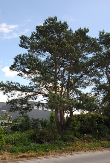 Pinus sylvestris - Grove den