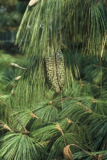 Pinus wallichiana - Treurden
