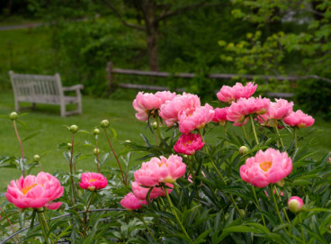 Paeonia - Pioenroos