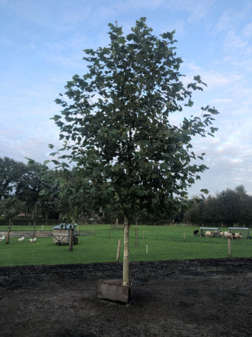 Plataan - Platanus hispanica - boom