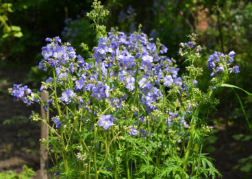 Polemonium Bambino Blue - Jacobsladder