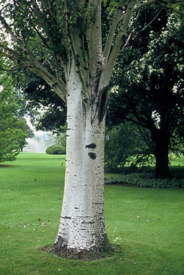 Populus alba - Zilverpopulier