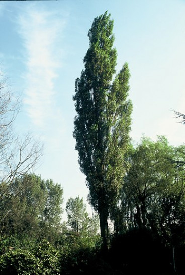 Populus nigra - Zwarte populier