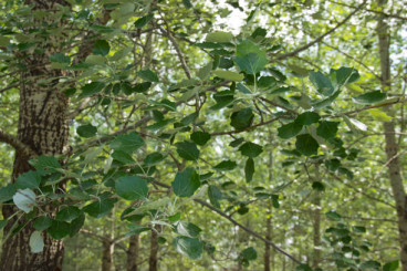 Populus tremula - Ratelpopulier - boom