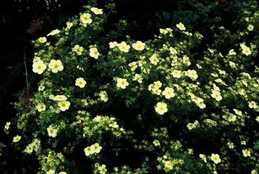 Potentilla fruticosa Limelight - Ganzerik 