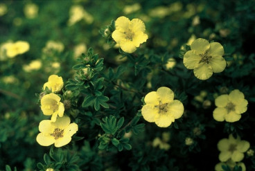 Potentilla fruticosa 'Elizabeth' - Ganzerik