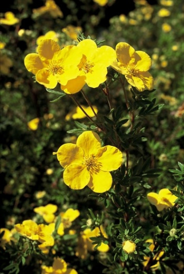 Potentilla fruticosa 'Goldfinger' - Ganzerik