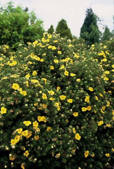 Potentilla fruticosa 'Kobold' - ganzerik