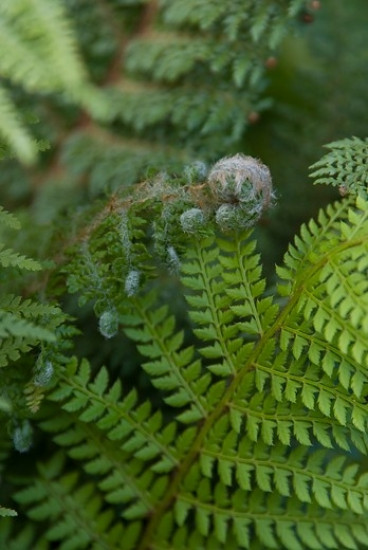 Polystichum setiferum Plumosa densum - Naaldvaren 