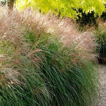 Prachtriet - Miscanthus sinensis 'Nippon'