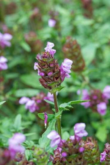 Prunella grandiflora  - Bijenkorfje 