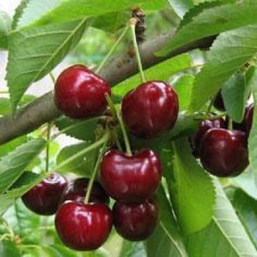 Prunus a. 'Bigarreau Burlat' - Kersenboom 