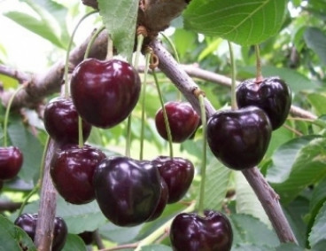 Prunus a. 'Kordia' - Kersenboom 