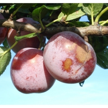 Prunus d. 'Reine Claude d'Althan' - pruim