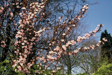 Prunus cerasifera Nigra - Kerspruim dakvorm