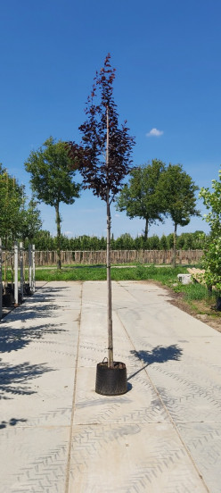 Prunus cerasifera Nigra - Rode Kerspruim - boom